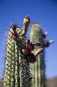 133 Organ Pipe Cactus National Monument